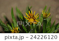 beautiful yellow daisies 24226120