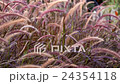 Grass Field at Sunset 24354118