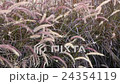 Grass Field in Wind 24354119