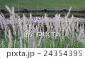 Grass Field Background 24354395