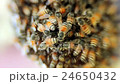 Bees convert nectar into honey 24650432