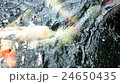 Koi, Fancy Carp are swimming in above 24650435