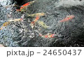 Koi, Fancy Carp are swimming in above 24650437