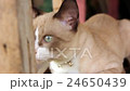 Cat looks at the camera 24650439