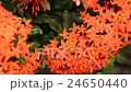 Beautiful red Ixora species flowers on leaves back 24650440