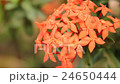 Beautiful red Ixora species flowers on leaves back 24650444