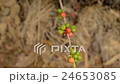 Hand harvesting coffee beans ripe on coffee tree 24653085