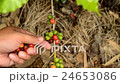 Hand harvesting coffee beans ripe on coffee tree 24653086