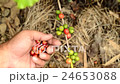Hand harvesting coffee beans ripe on coffee tree 24653088