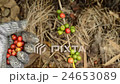 Hand harvesting coffee beans ripe on coffee tree 24653089