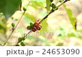 Hand harvesting coffee beans ripe on coffee tree 24653090