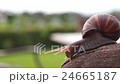 カタツムリ 24665187