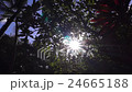 木漏れ日 24665188