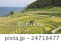 千枚田 千枚田 24718477