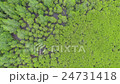 aerial view topdown pine tree forest 24731418