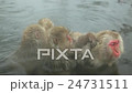 Group of Japanese Macaques (Macaca Fuscata) 24731511