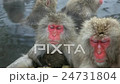 Family of Japanese Macaques 24731804