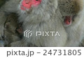 Family of Japanese Macaques 24731805