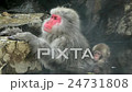 Adult and baby Japanese Macaques, nature reserve 24731808