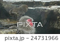 Adult and baby, Japanese Macaques 24731966