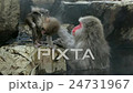 Loving parent, Japanese Macaques  monkey 24731967