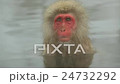 Lone Japanese Macaque (Macaca Fuscata) monkey 24732292