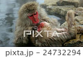 Japanese Macaques (Macaca Fuscata) monkeys 24732294