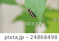 Common Tiger Caterpillar 24868498