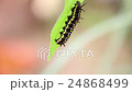 Common Tiger Caterpillar 24868499