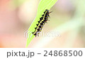 Common Tiger Caterpillar 24868500