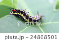 Common Tiger Caterpillar 24868501