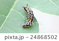 Common Tiger Caterpillar 24868502