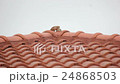 Relaxing Couple Zebra Dove On Red Roof Footage 24868503