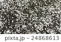 Big snowflakes  24868613