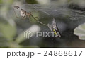 Spider with prey fly  24868617