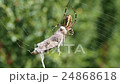 Spider with grasshopper prey 24868618