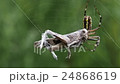 Spider with grasshopper prey  24868619