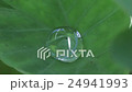 風に吹かれて揺れる里芋の葉の上の大きな水滴 24941993