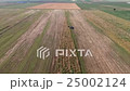 Flying over the field. Field of yellow wheat.  25002124