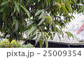 栗　秋　風景　 25009354