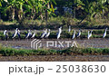Asian openbills and white cranes in the field 25038630