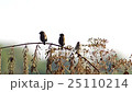 three Scaly-breasted Munia resting 25110214