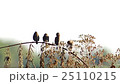 four Scaly-breasted Munia cleaning wings 25110215