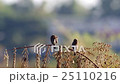 two Scaly-breasted Munia resting and cleaning wing 25110216