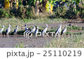 Asian openbill birds in rice field 25110219