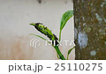 group of ant on the plant shoot 25110275