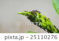 black and and aphid on plant shoot 25110276