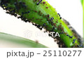 black ant cover aphid on plant shoot 25110277