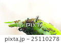 black ant cover aphid on plant shoot 25110278