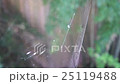 Scenery of spider web 25119488